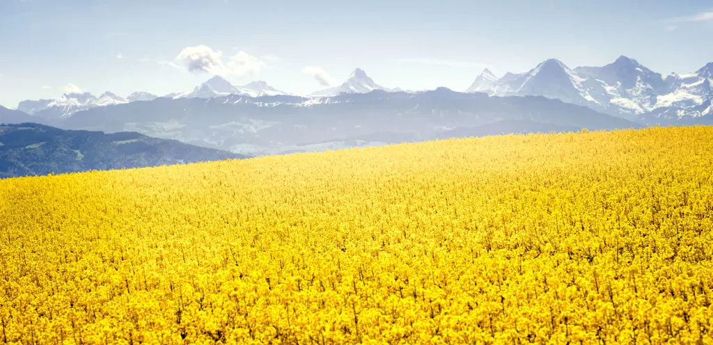 Missions et objectifs