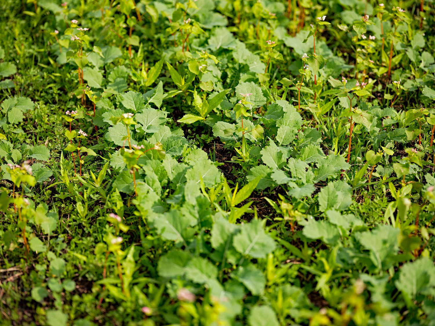 Production 100% régionale