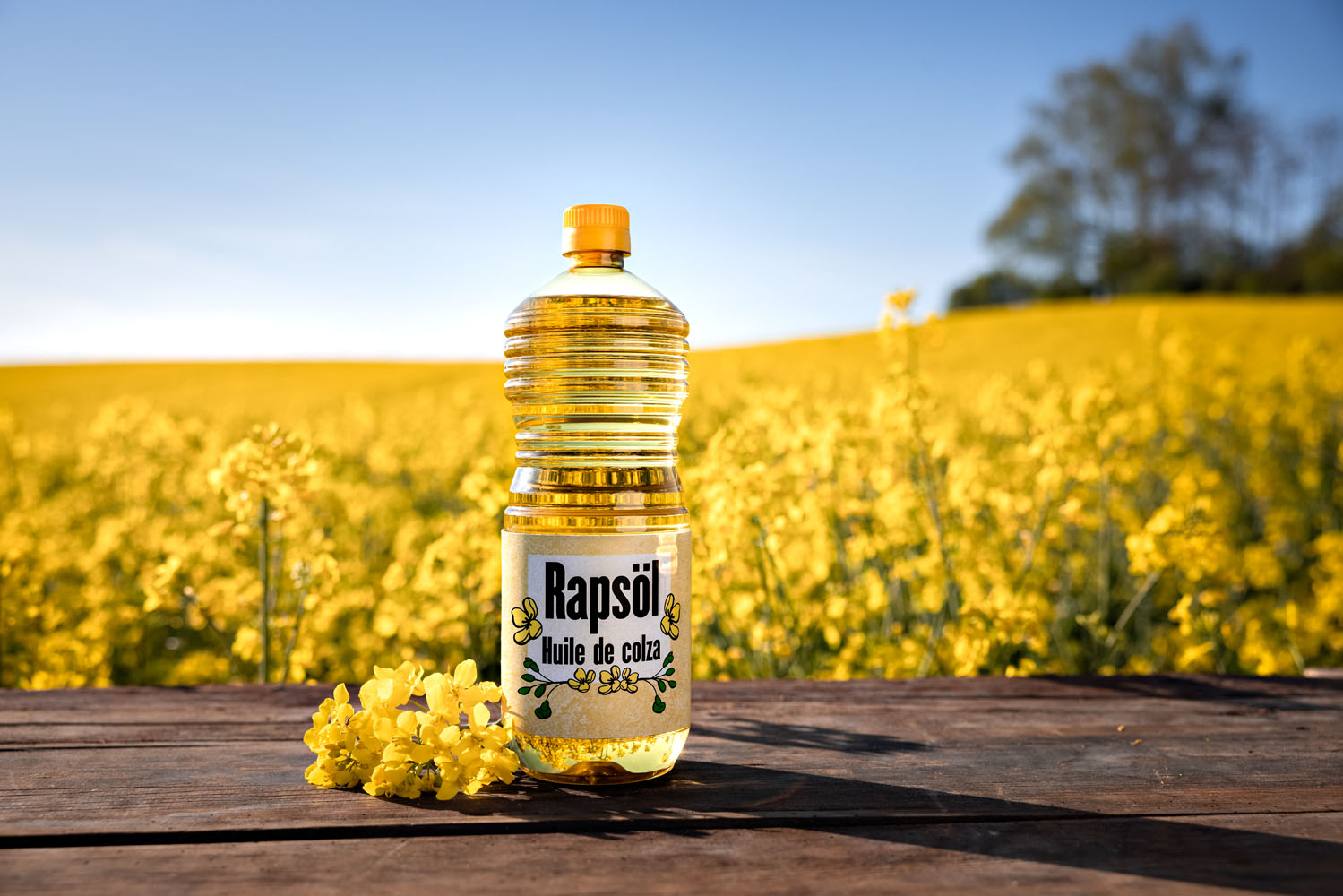 Les actualités autour de l’huile de colza suisse