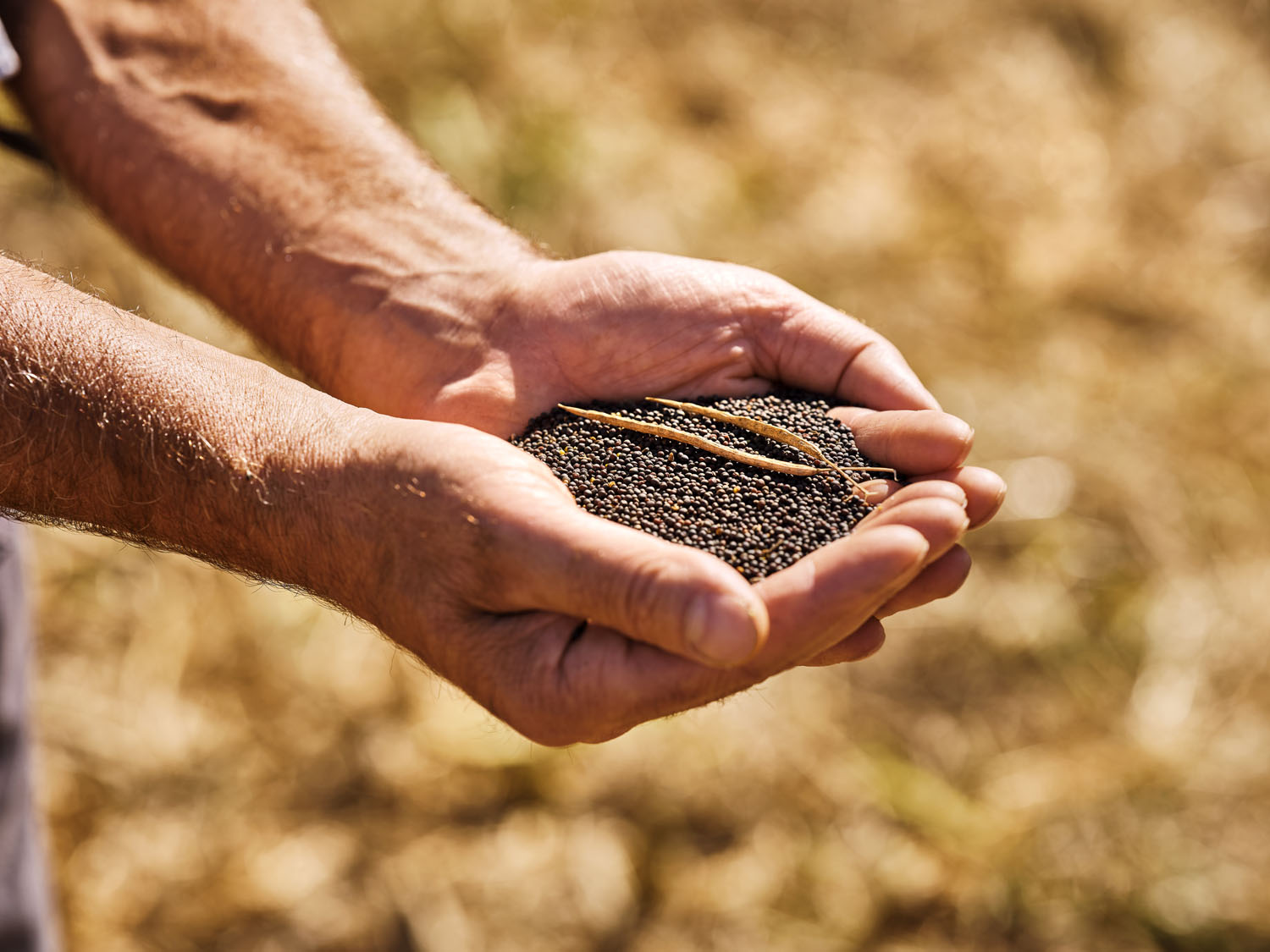 Onze mois des semailles à la récolte