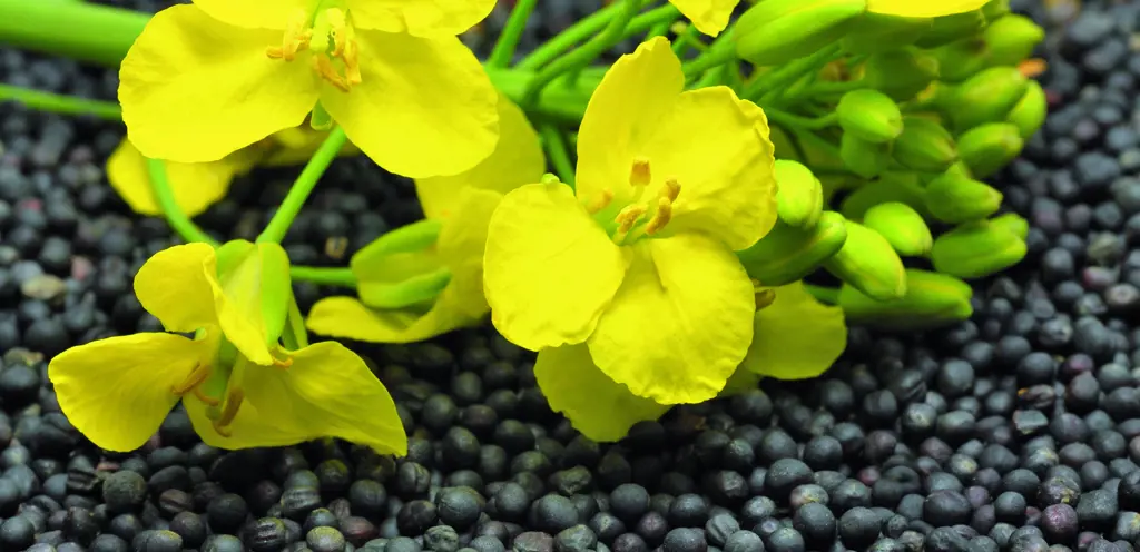 Recettes pour le colza et le soja fourrager de la récolte 2021