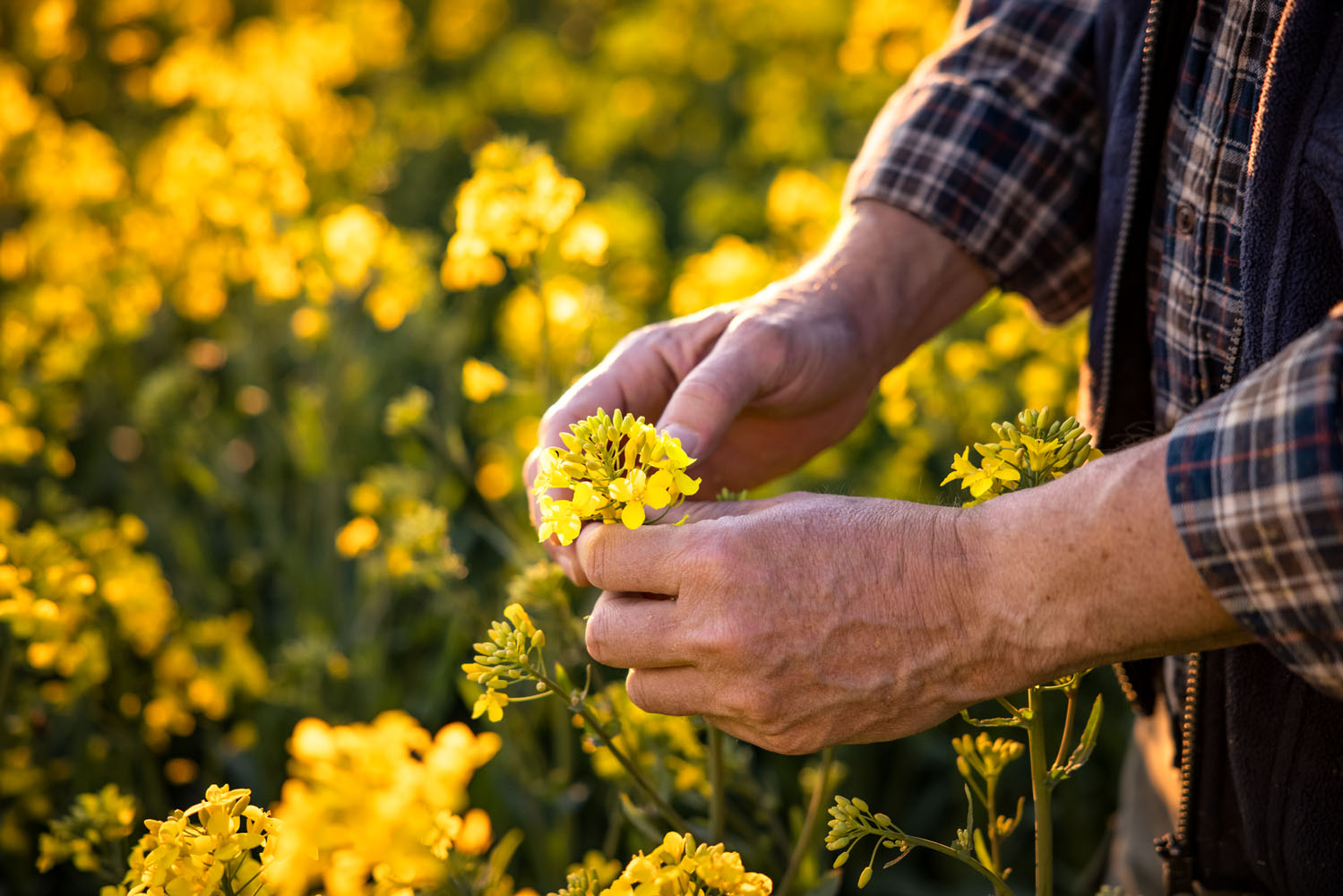Pourquoi l'huile de colza suisse
