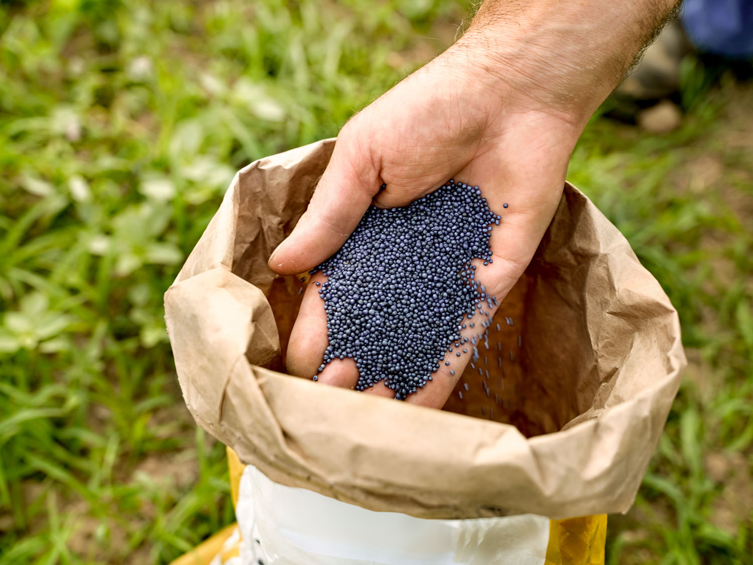 23.4.21 – Deux nouvelles variétés classiques de colza pour la récolte 2022